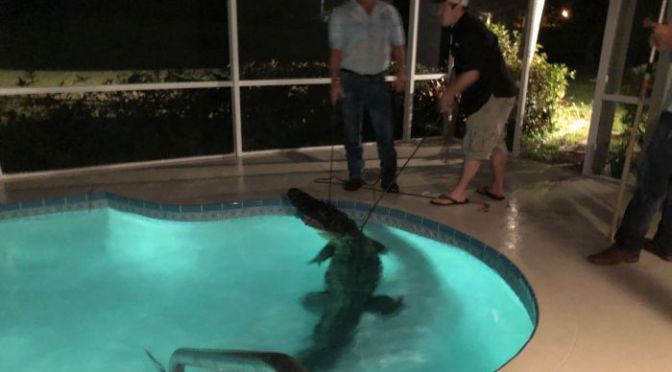 Florida alligator: Police posts show Nokomis pool gator